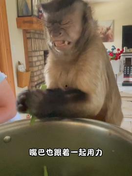 人与动人与动物在线视频,人与动物互动的温馨瞬间